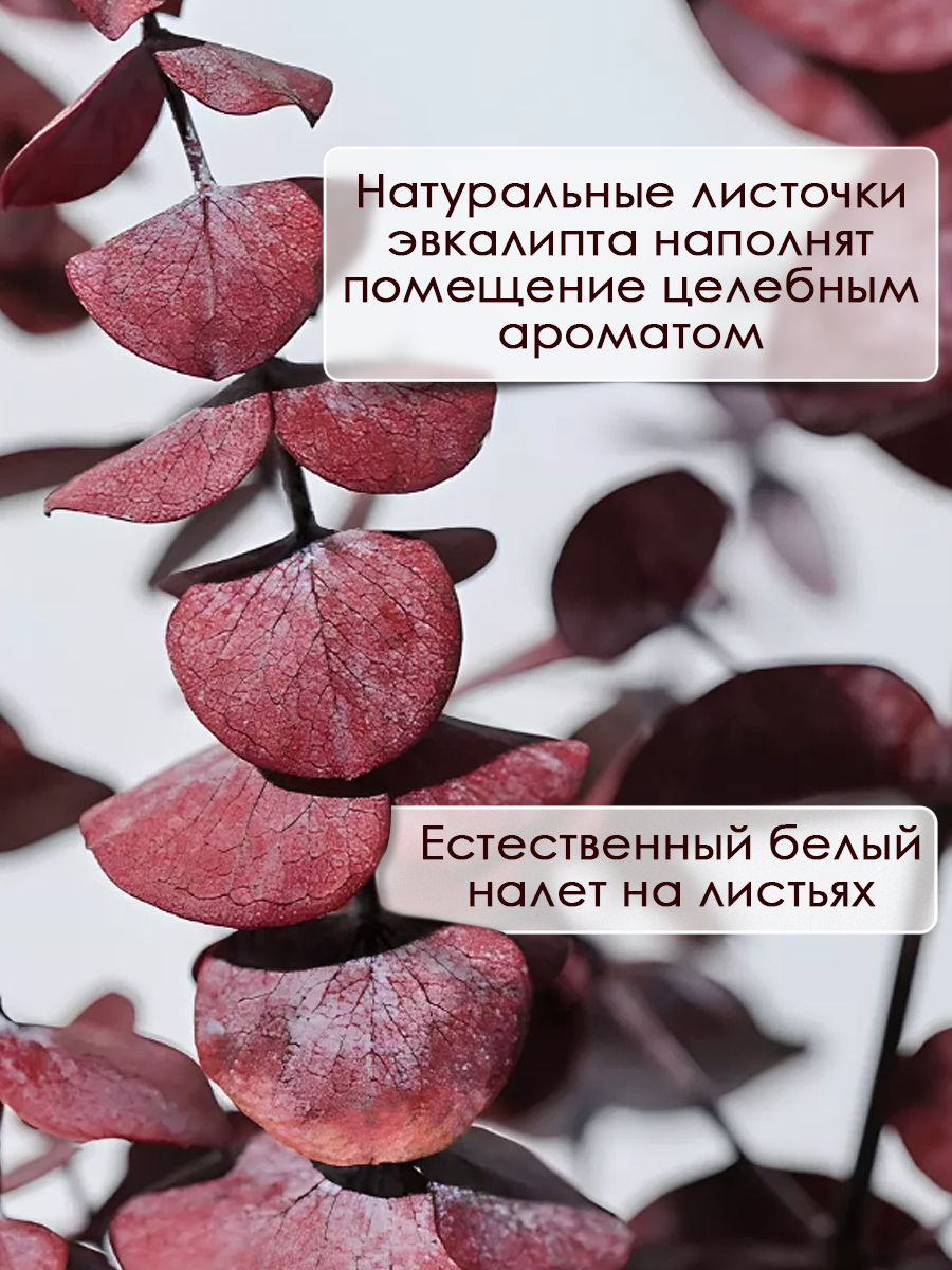 Эвкалипт стабилизированный сухоцвет для декора — фото 1