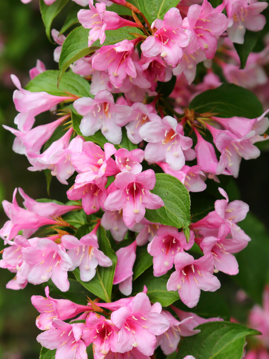 Вейгела Букет Роуз (Weigela florida Buket Rose) / ароматный морозостойкий сорт
