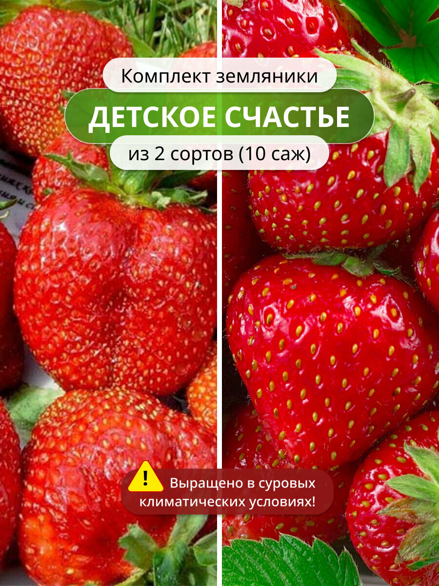 Комплект клубники Детское счастье из 2 сортов Королева Виктория и Королева Елизавета