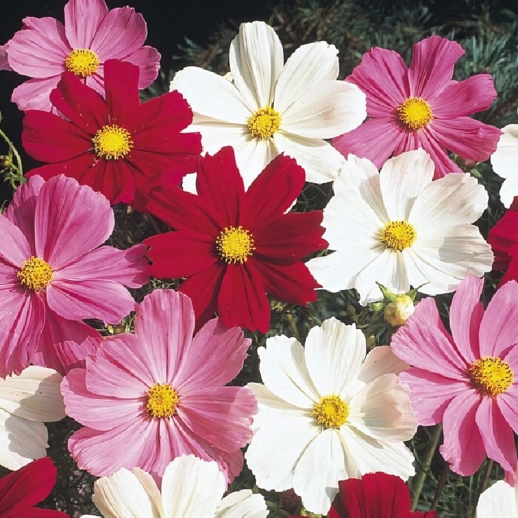 Семена космеи Сенсация смесь (05г) 10 шт цвета в ассортименте