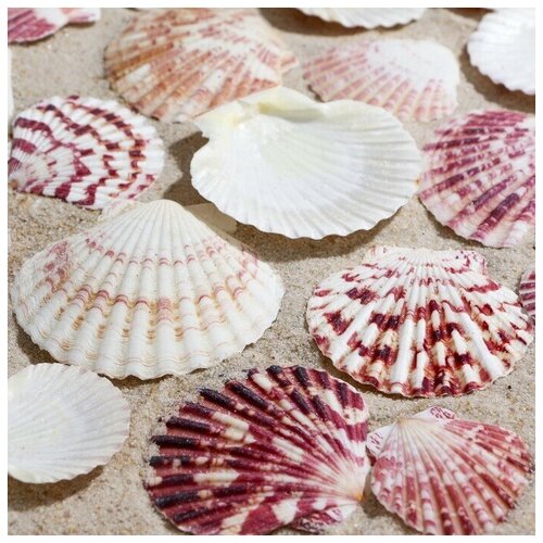 Набор ракушек Гребешок пуксидатус размер 4 - 6 см 100 г 563₽