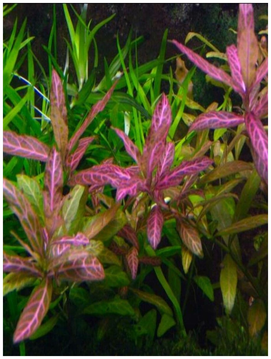 Гигрофила узорчатая - Hygrophila rosanervis (3 ветки 10-15см). - фотография № 4