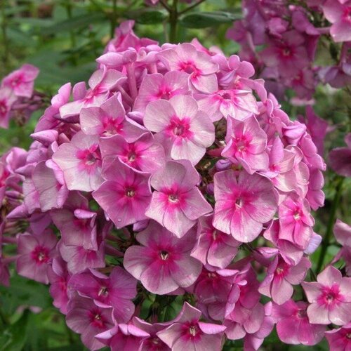 Флокс метельчатый Дымчатое суфле 440₽