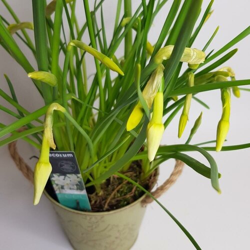 Цветы в металлическом кашпо, нарциссы