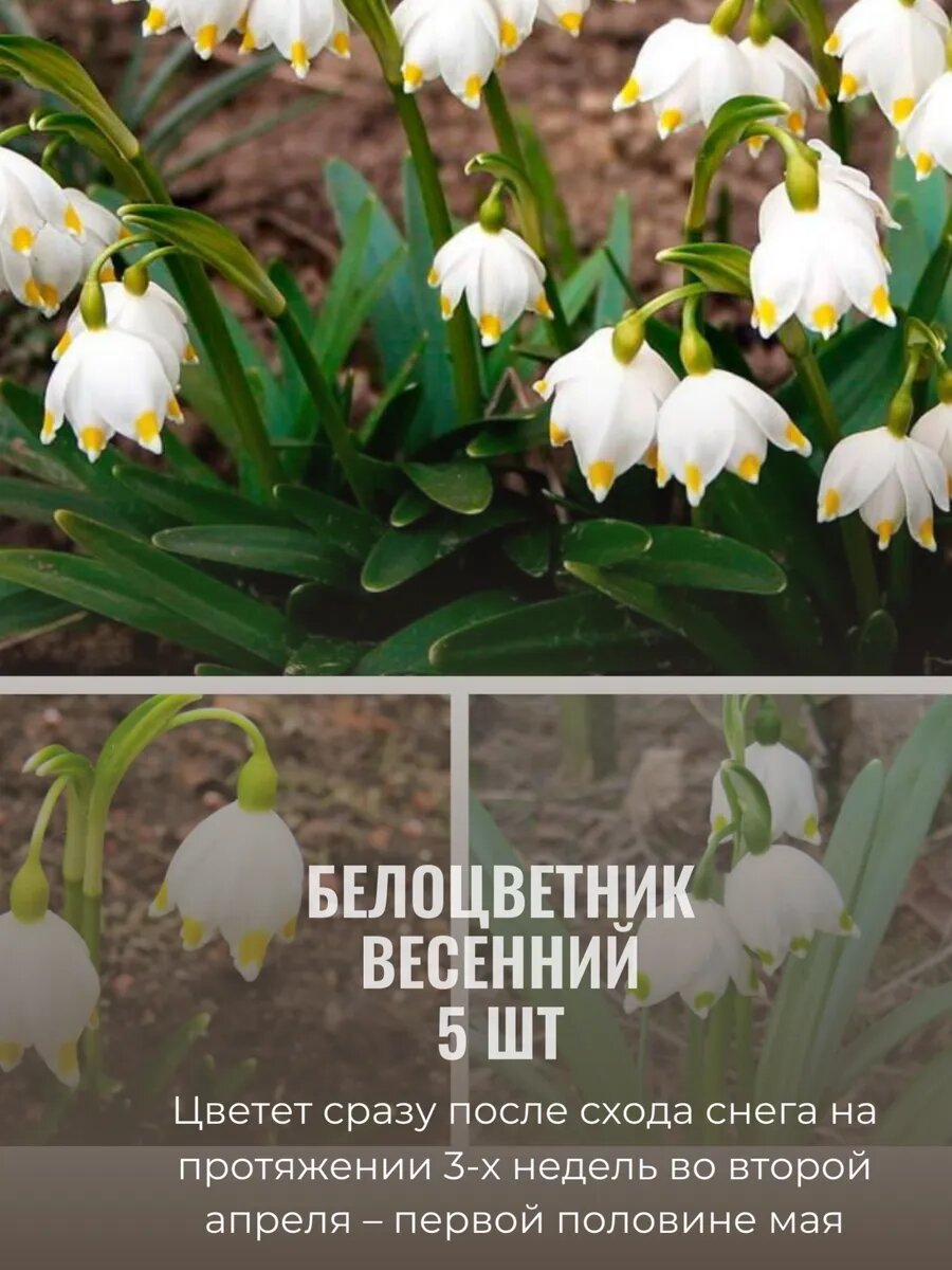 Луковицы Белоцветник весенний 5 шт
