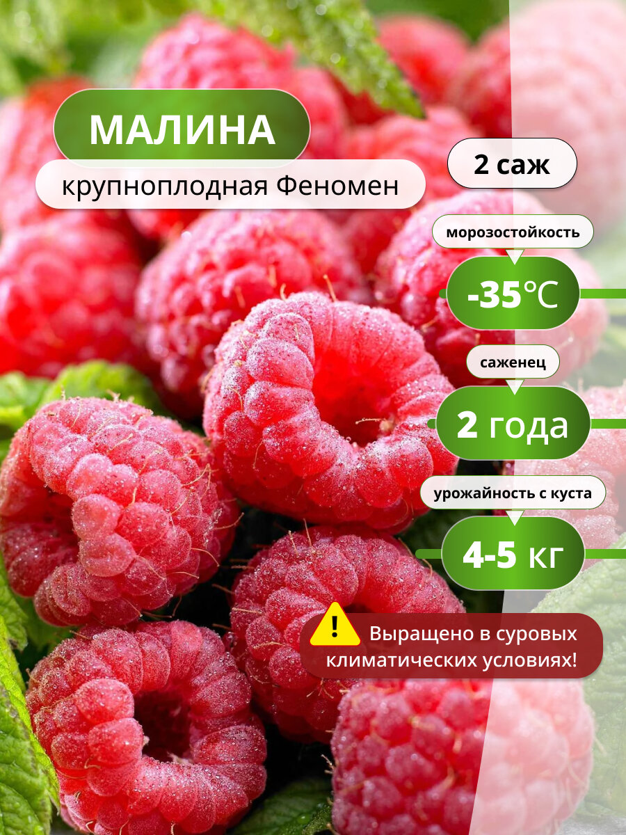 Малина крупноплодная "Феномен", 2 шт, многолетняя, 60см, красная, ремонтантная