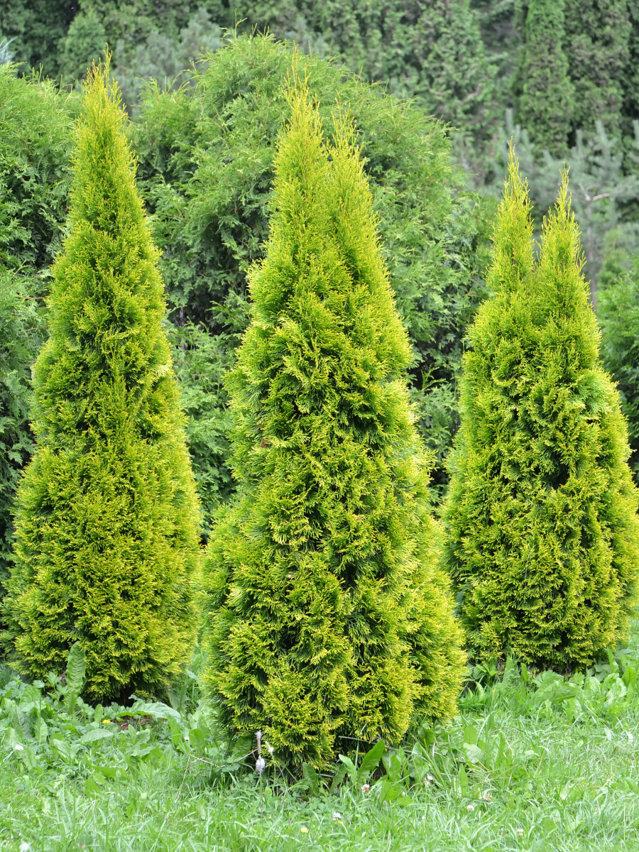 Туя западная Смарагд / вечнозеленая морозостойкая многолетняя