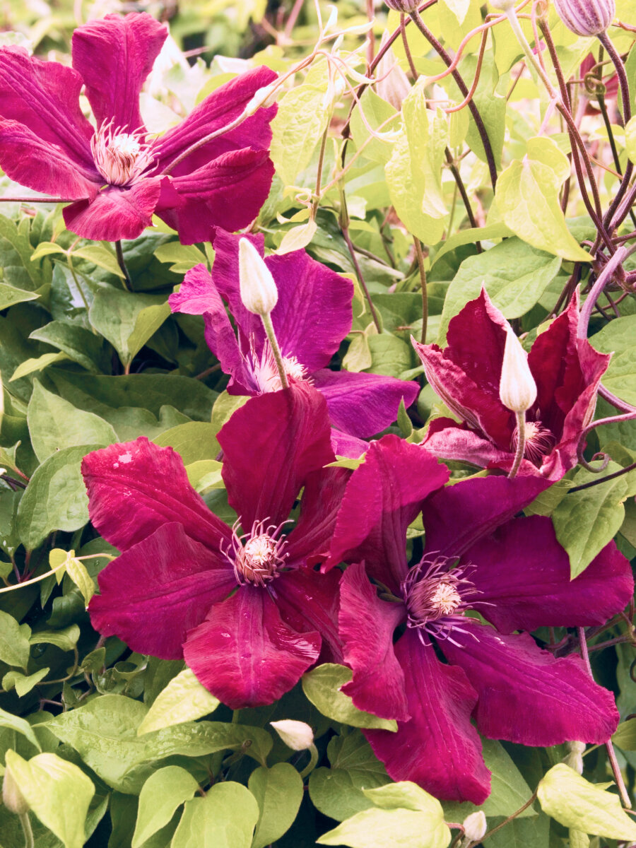 Клематис Руж Кардинал (Clematis Rouge Cardinal) / вьющийся морозостойкий сорт