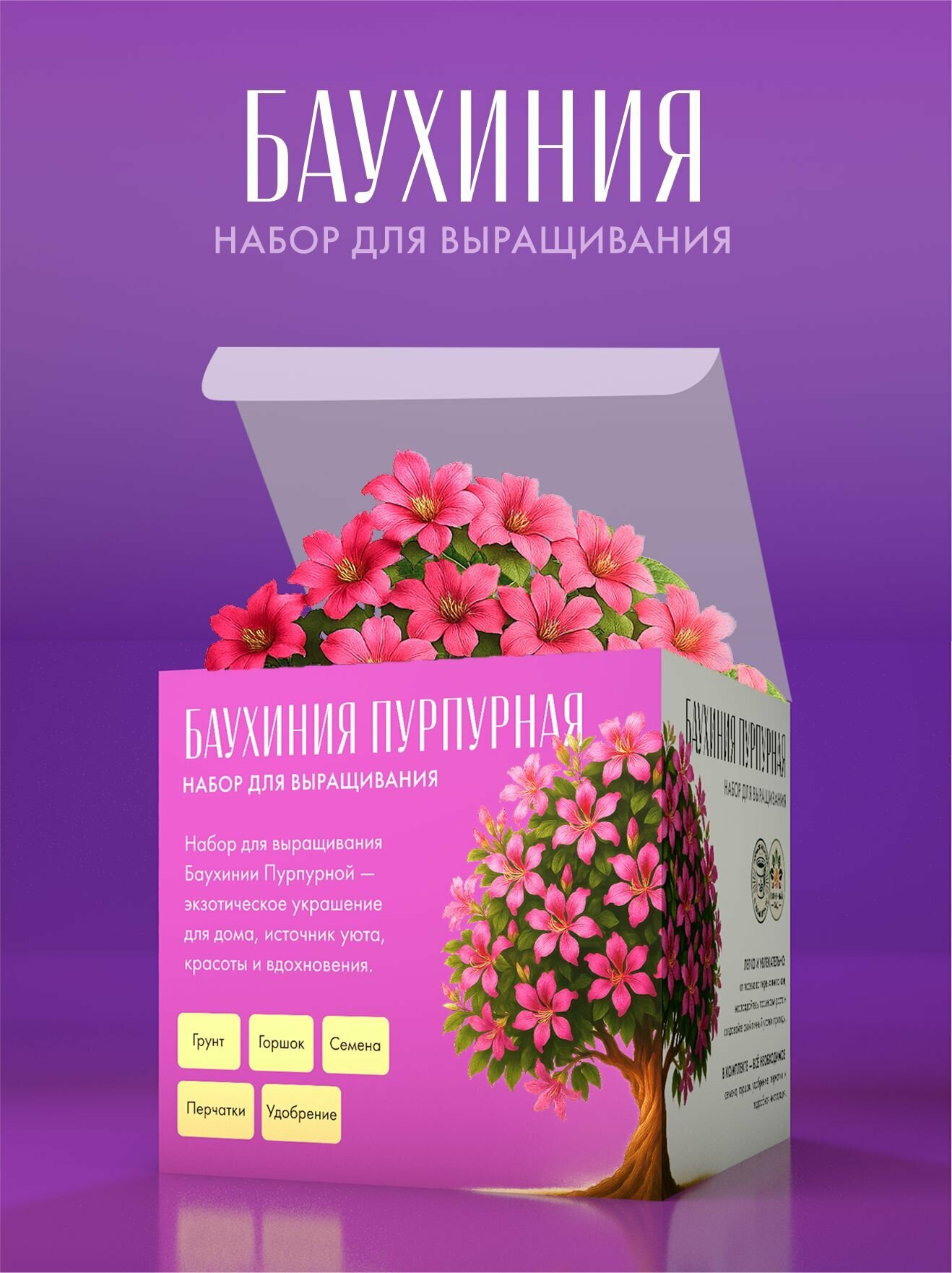 Орхидейное дерево Баухиния Набор для выращивания