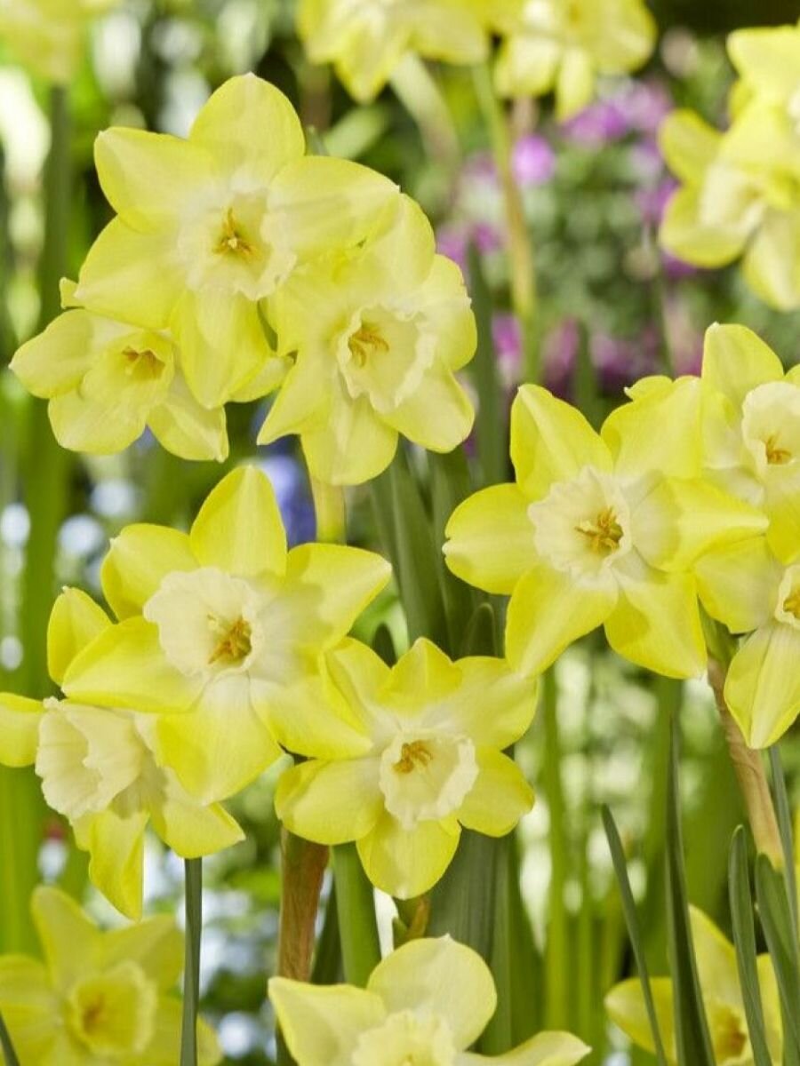 Нарцисс луковицы мини Вердин 5 шт высота 20 см многолетник