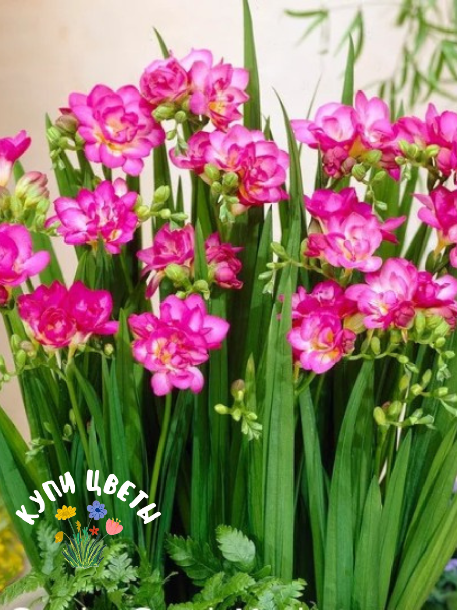 Луковицы цветов, купи цветы, Фрезия DOUBLE PINK ( 10 луковиц )