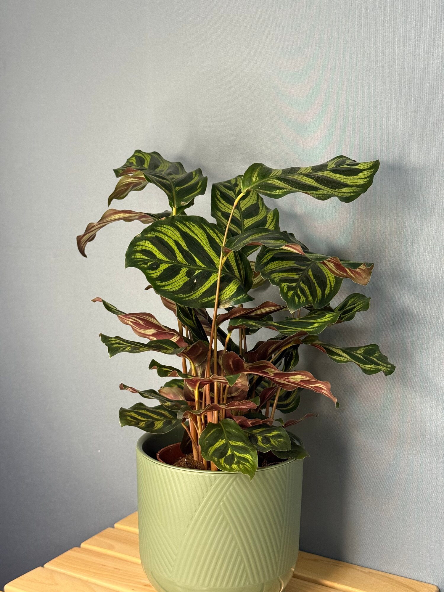 Калатея зебрина  Calathea zebrina    тропическая красавица с бархатными листьями