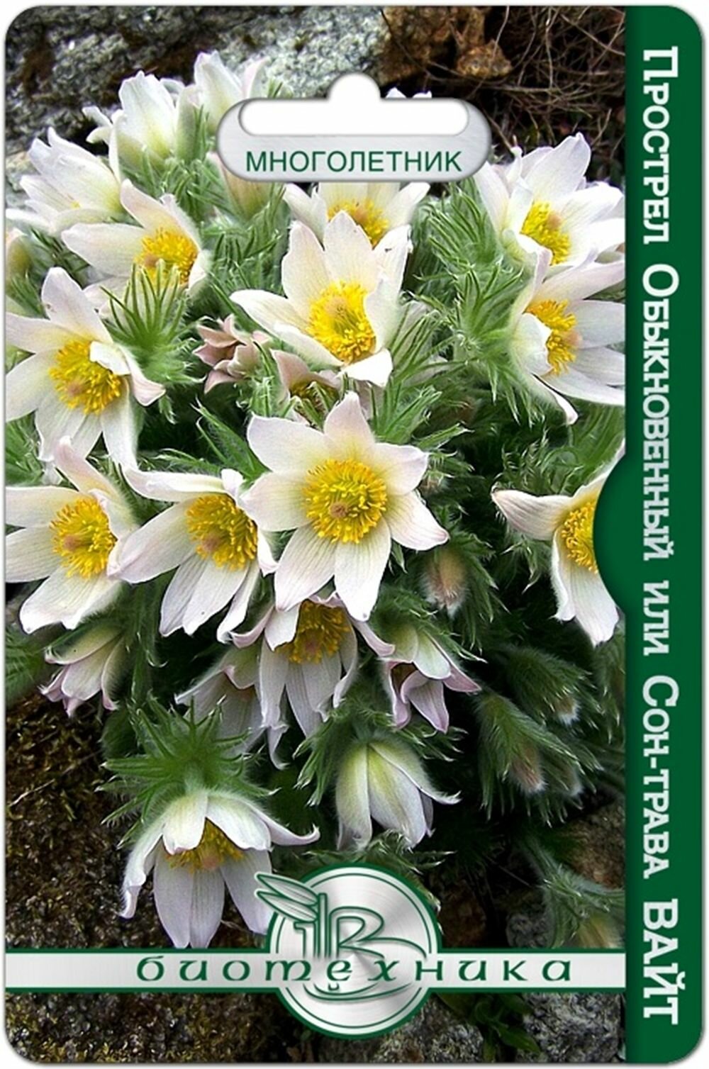 Прострел Вайт  сон трава  обыкновенный 10 семян Биотехника