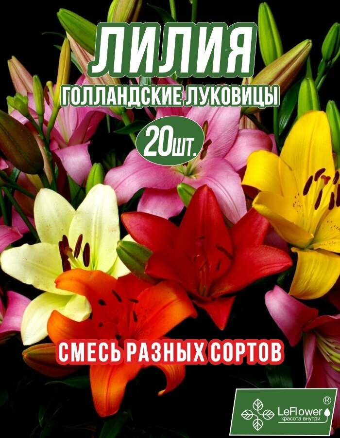 Лилия Луковица Микс разные 20шт (LeFlower)