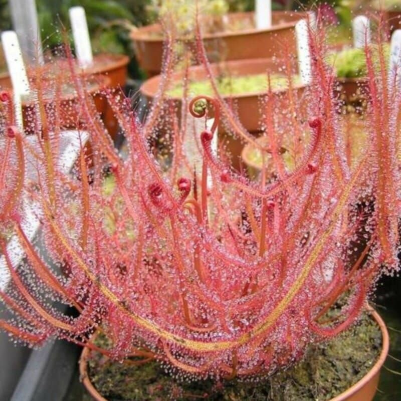 Семена мухоловка росянка бината 5 шт (Drosera Binata) рогатое хищное растение поедающее мух