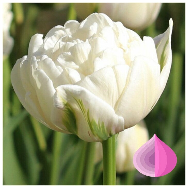 Тюльпан WHITE REBEL (5 луковиц) - фотография № 7