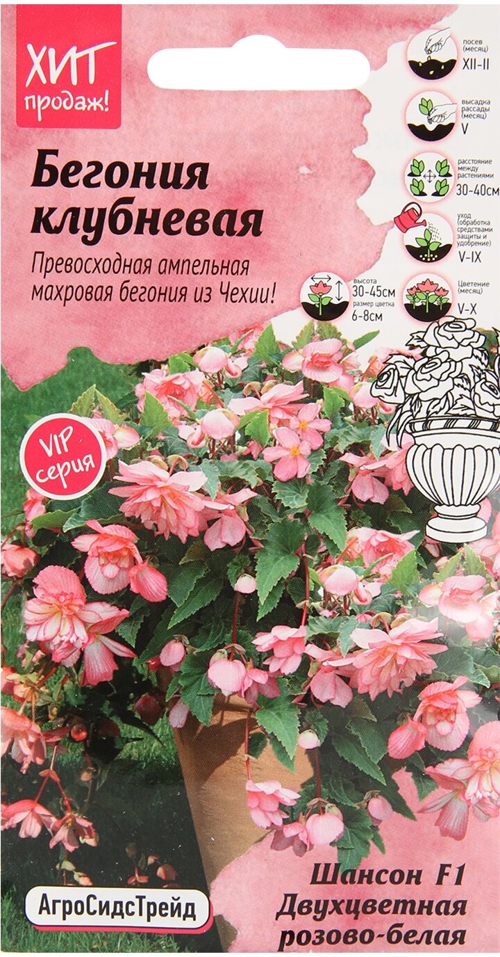 Семена бегонии ампельной клубневой махровой Шансон Двухцветная розово-белая F1 5 шт АСТ, однолетние цветы для балкона, сада и горшков