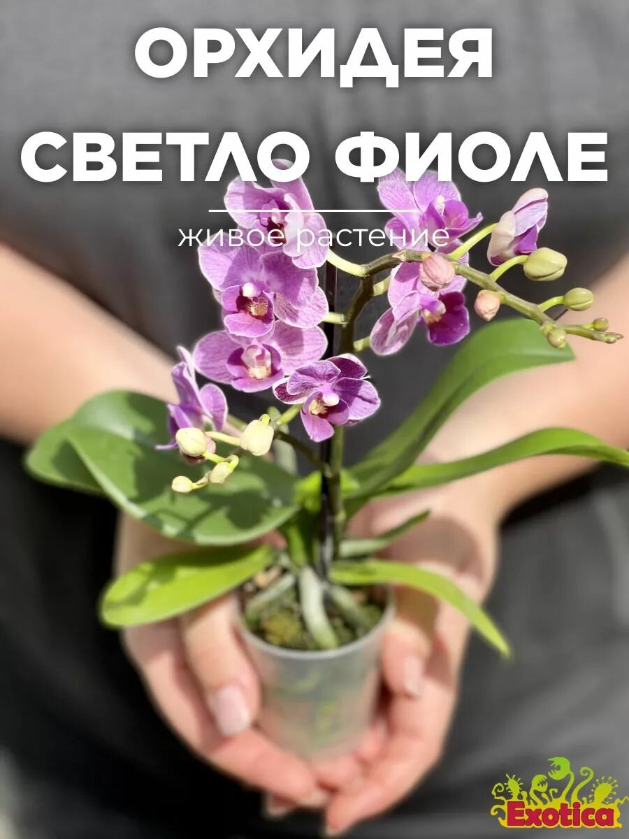 Орхидея Мини Фаленопсис Светло - Фиолетовая (Phalaenopsis Multiflora) D6см домашний цветок