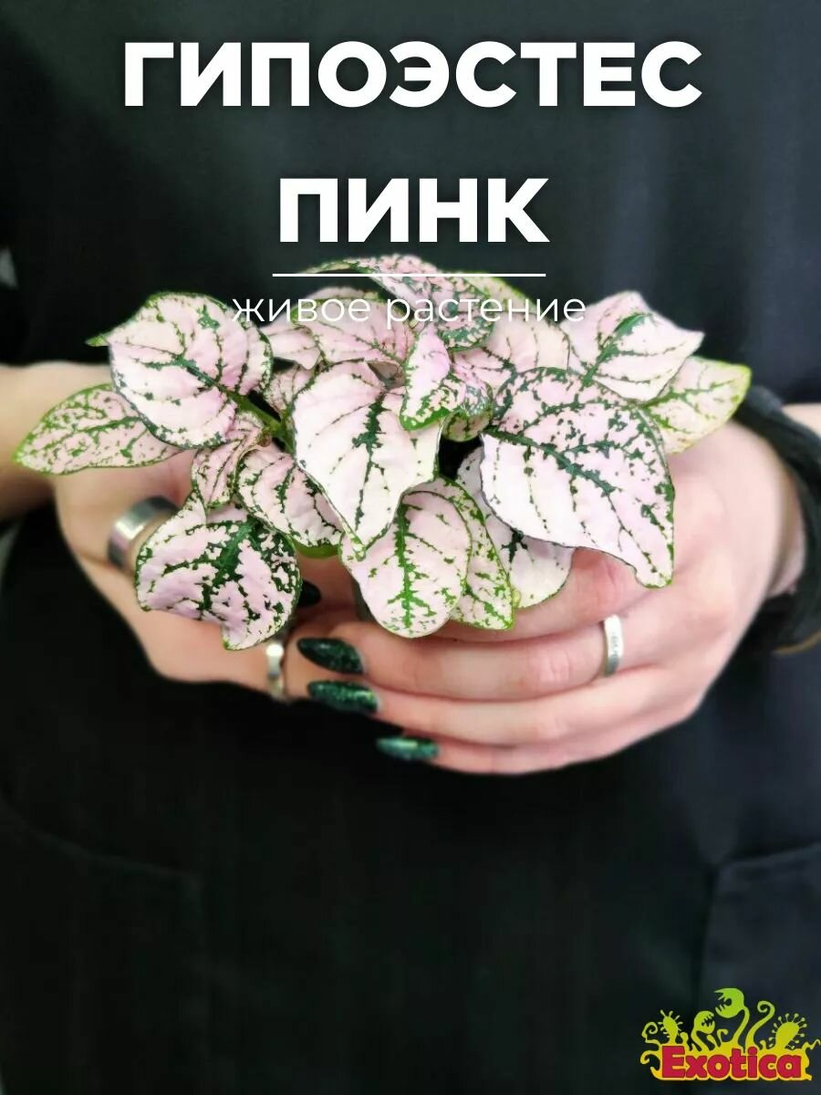 Гипоэстес Листоколосковый Пинк (Hypoestes Phyllostachya Pink) D6см