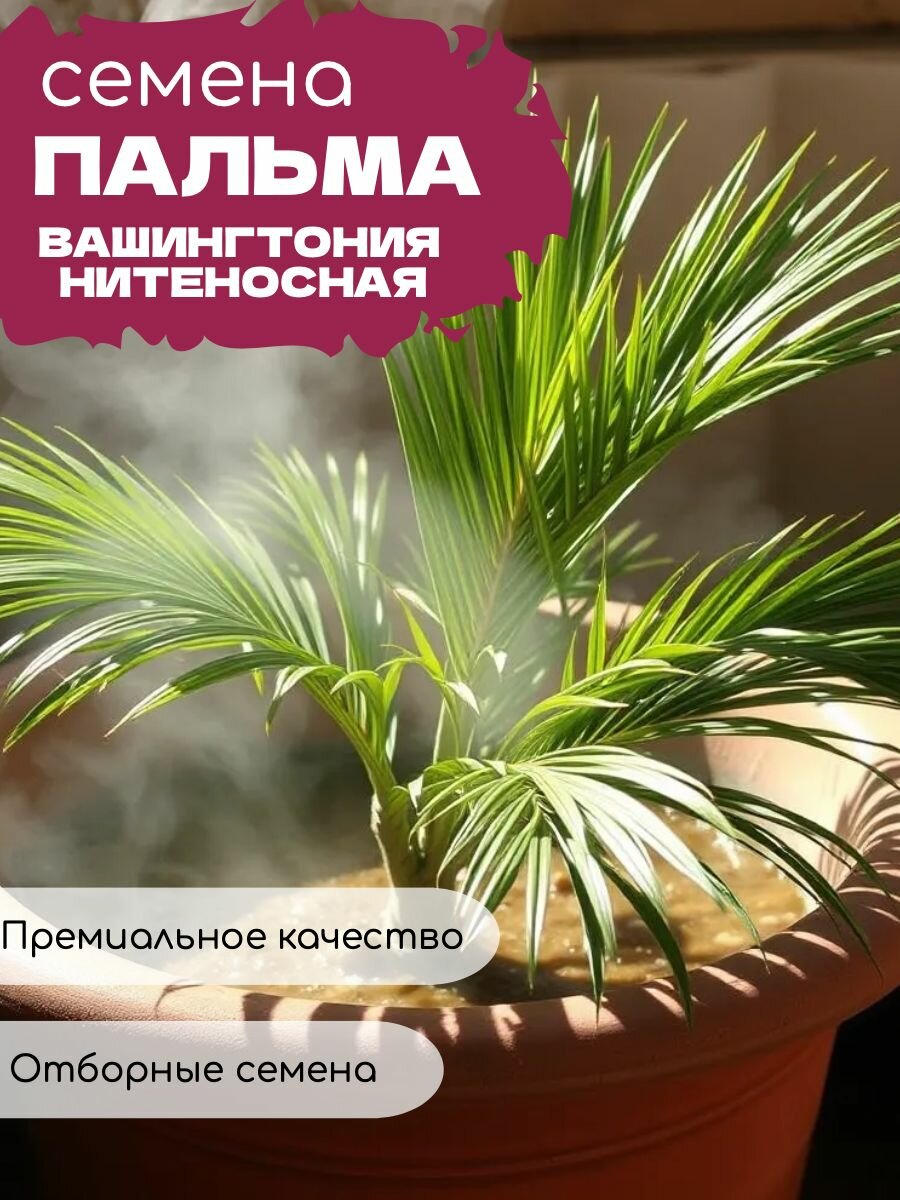 Пальма Вашингтония Нитеносная, морозостойкая, декоративная, комнатная 10 шт