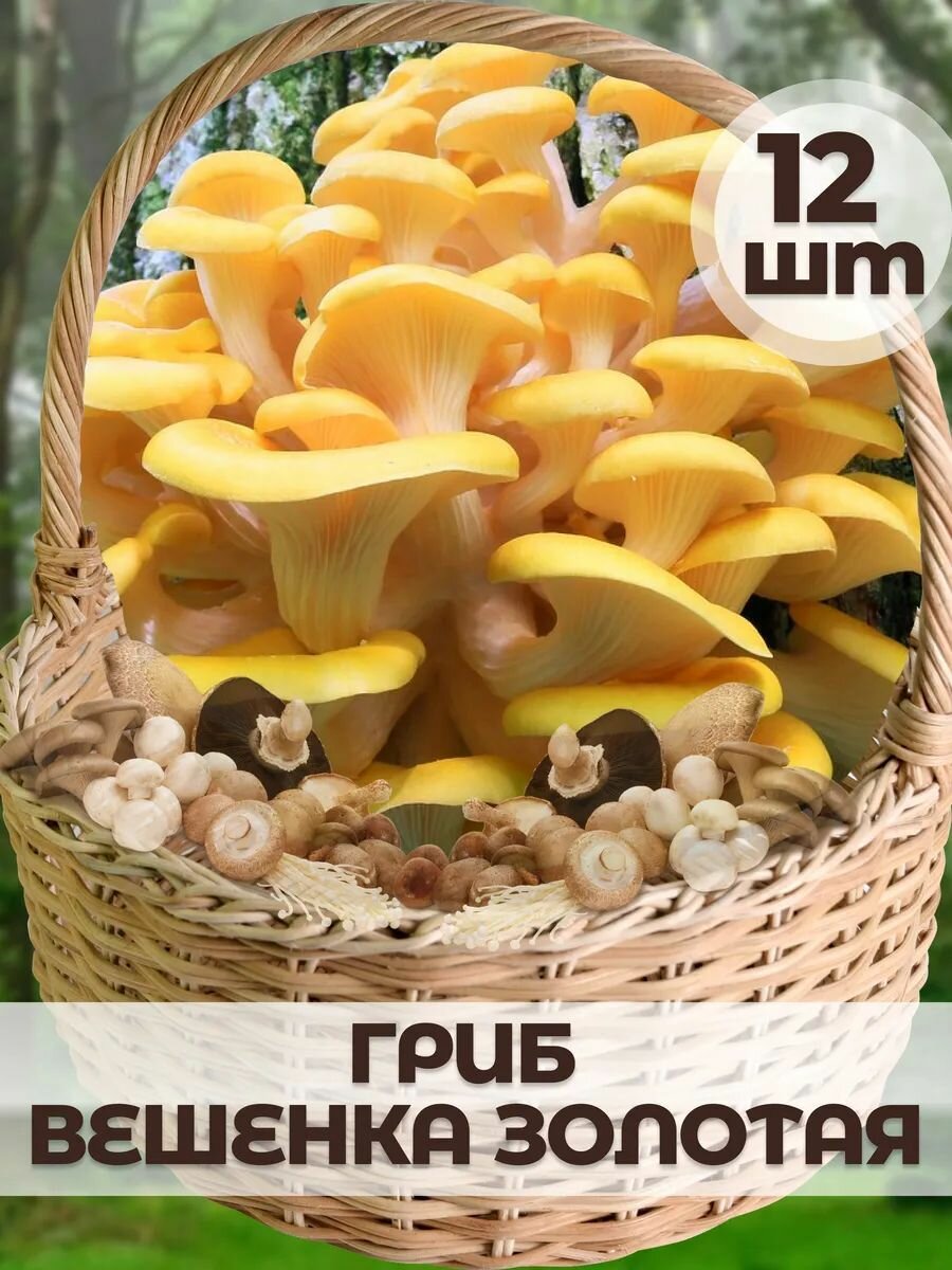 Мицелий гриба 