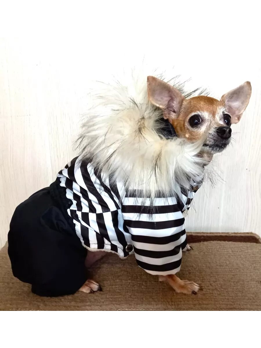 Зимний комбинезон для собачек "Полярник" полоска черная