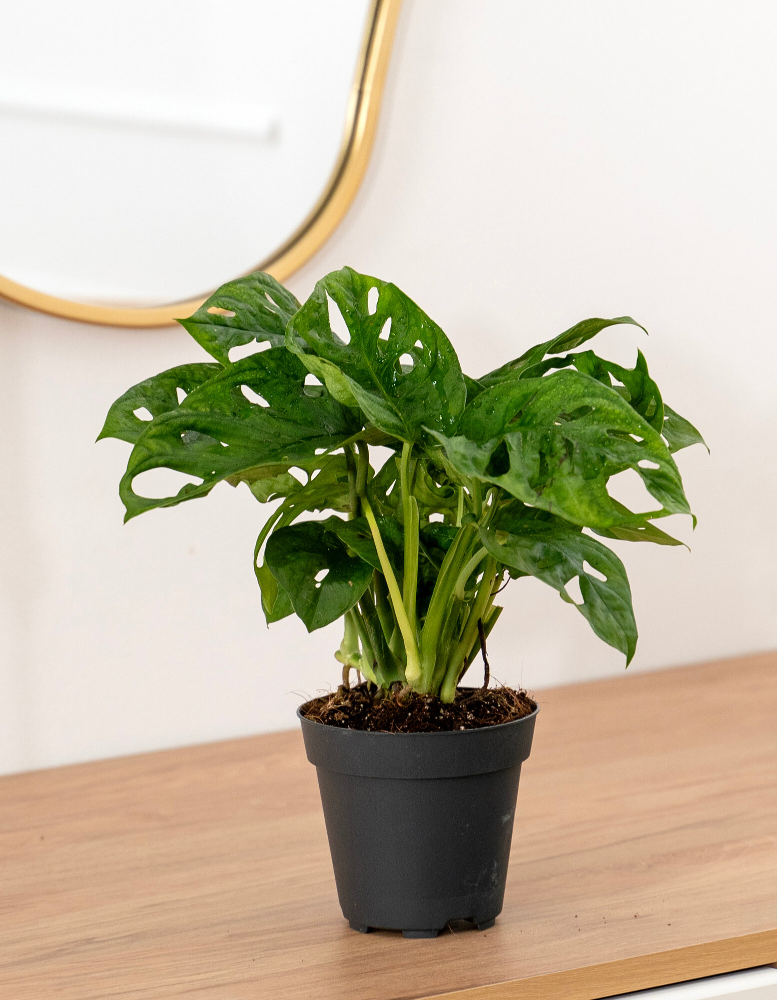 Geo Glass: Моностера манки живое растение многолетнее растение 25-30 см