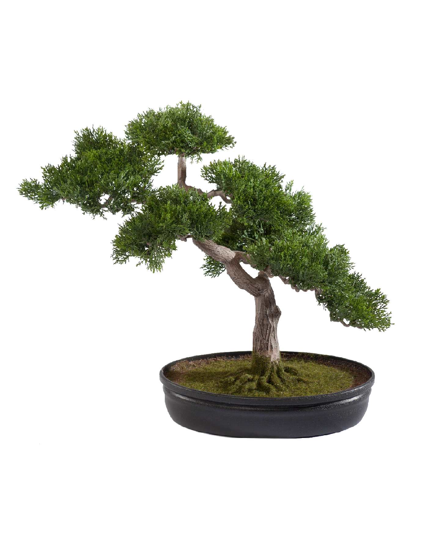 Бонсай Сосна-мини в кашпо в-40 см 4/8