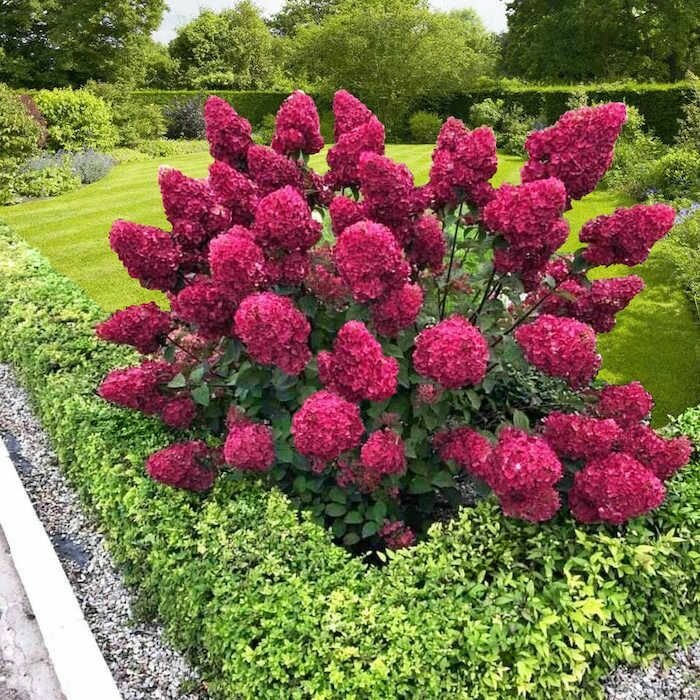 Гортензия метельчатая Самарская Лидия 2л.