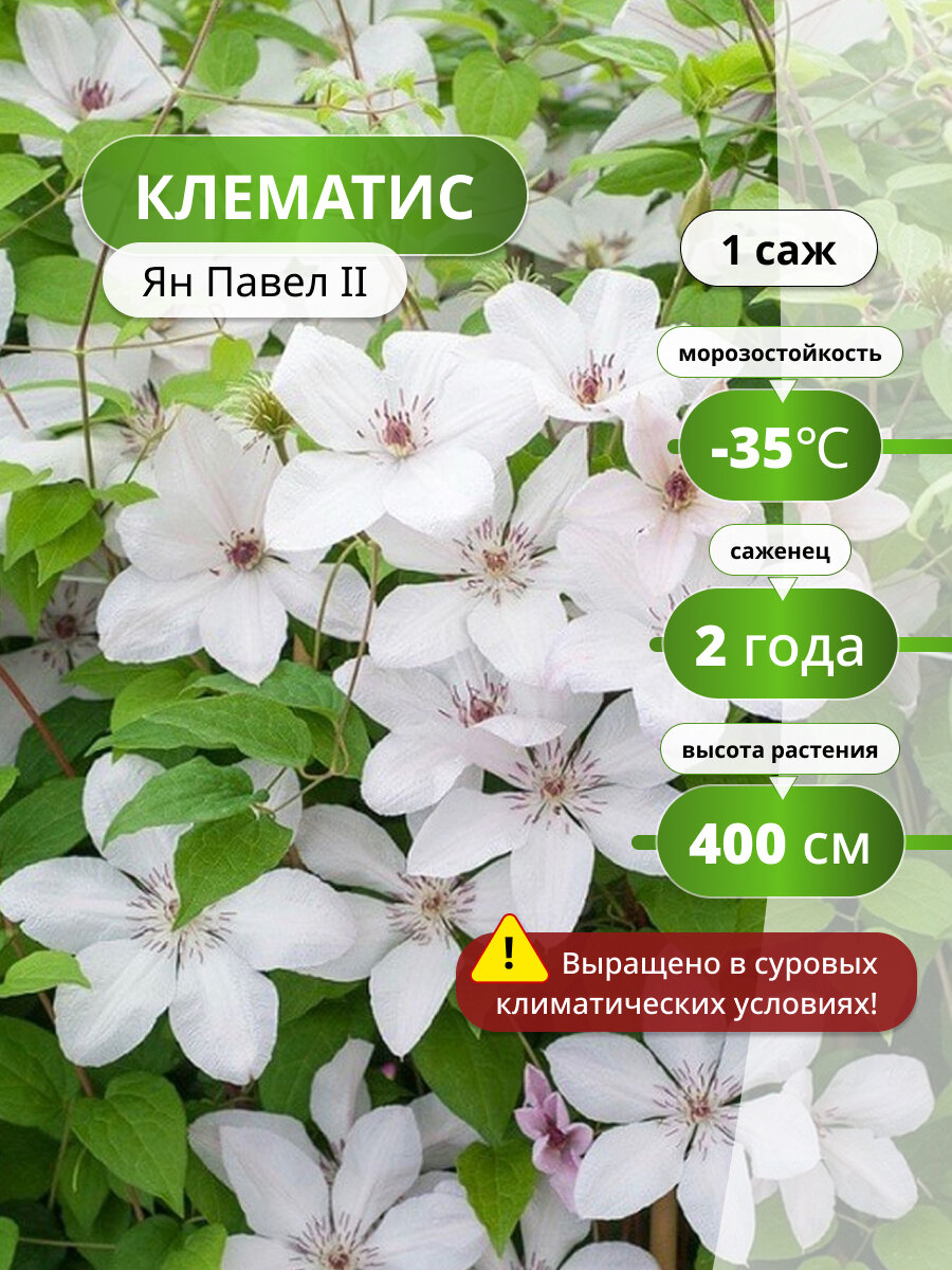 Клематис Ян Павел ІІ, саженец клематиса, вьющийся, морозостойкий