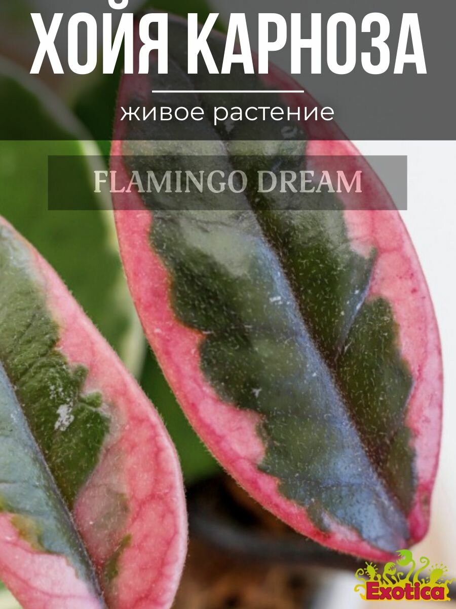 Хойя Фламинго Дрим (Hoya Flamingo Dream) D6см комнатный цветок