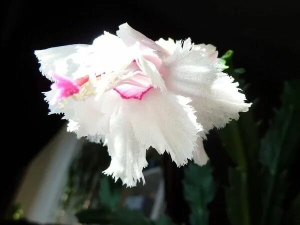 Шлюмбергера микс