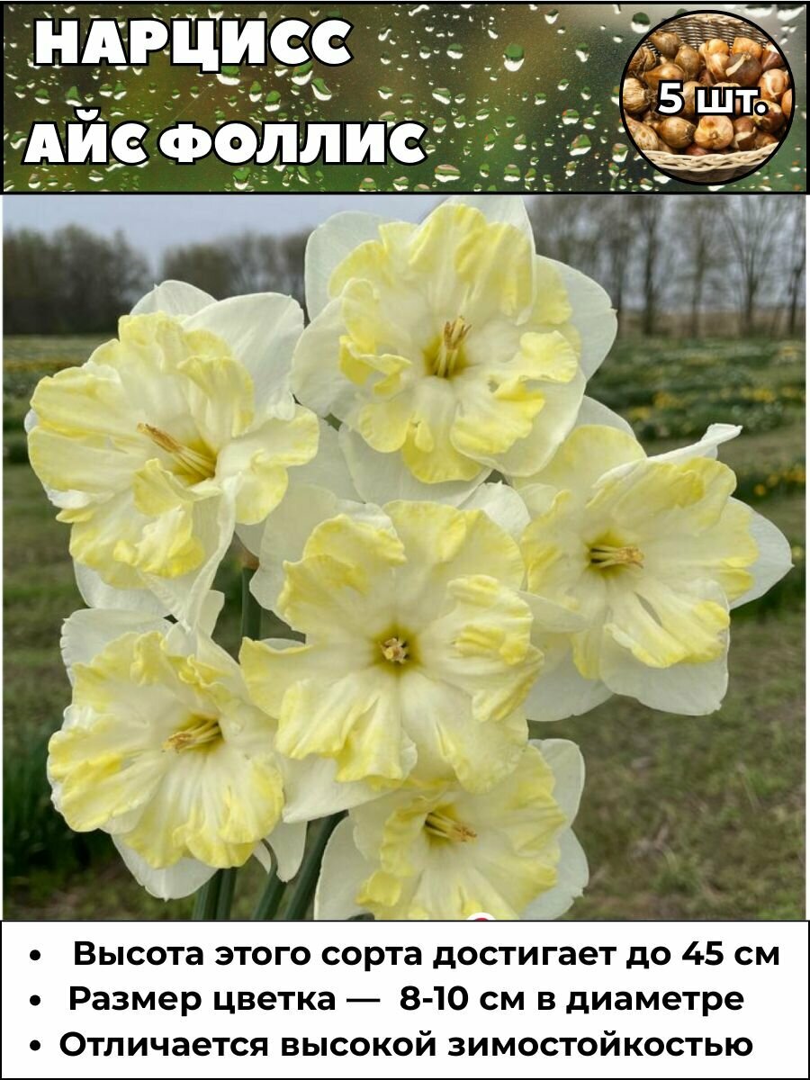 Нарцисс Айс Фоллис луковицы 5 штук