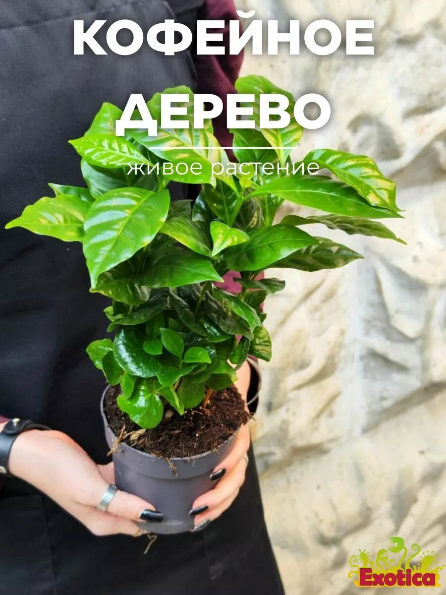 Кофейное Дерево Арабика (Coffea Arabica) D11см, живое растение
