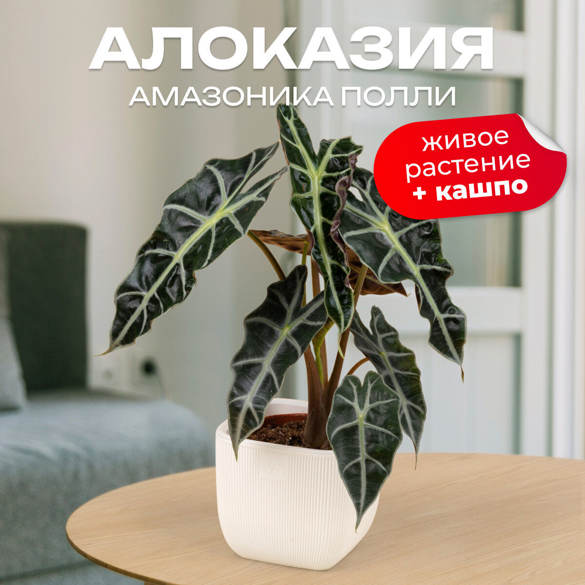 Алоказия амазоника полли высота 30 см в кашпо Фабио VipSet 1.9л цвет белый