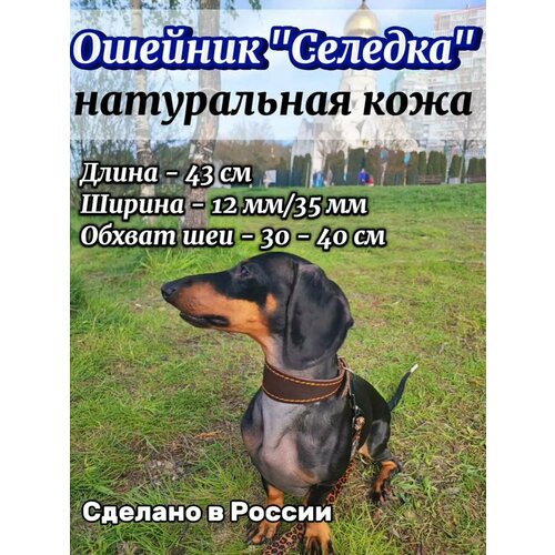 Ошейник селедка кожаная для собак такс