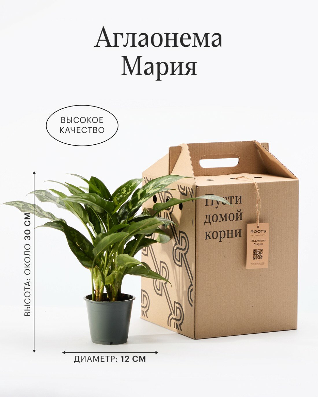 Аглаонема Мария диаметр 12