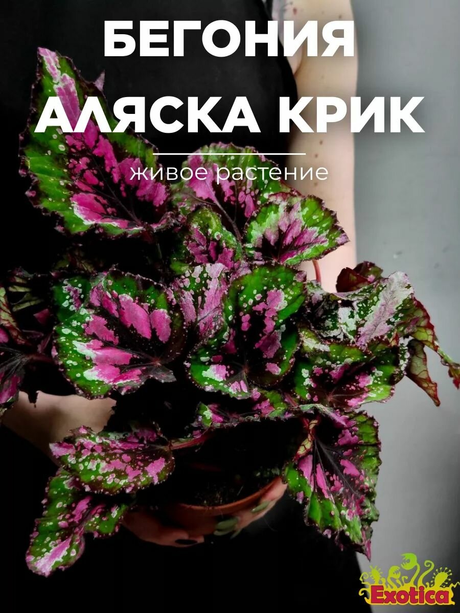 Бегония Рекс Аляска Крик (Begonia Beleaf Alaska Creek) D12см