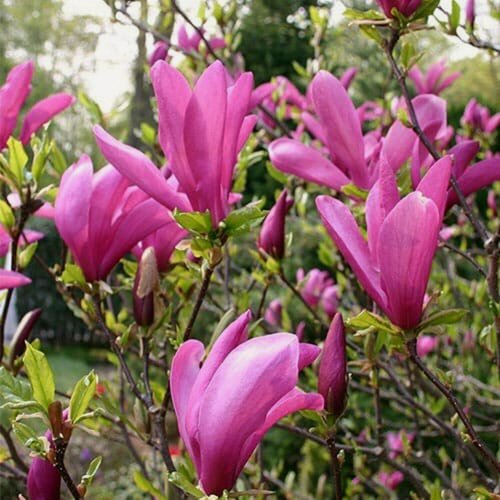 Изображение товара Магнолия гибридная Сьюзан (Magnolia x hybrid Susan) / 1 шт, ароматный сорт