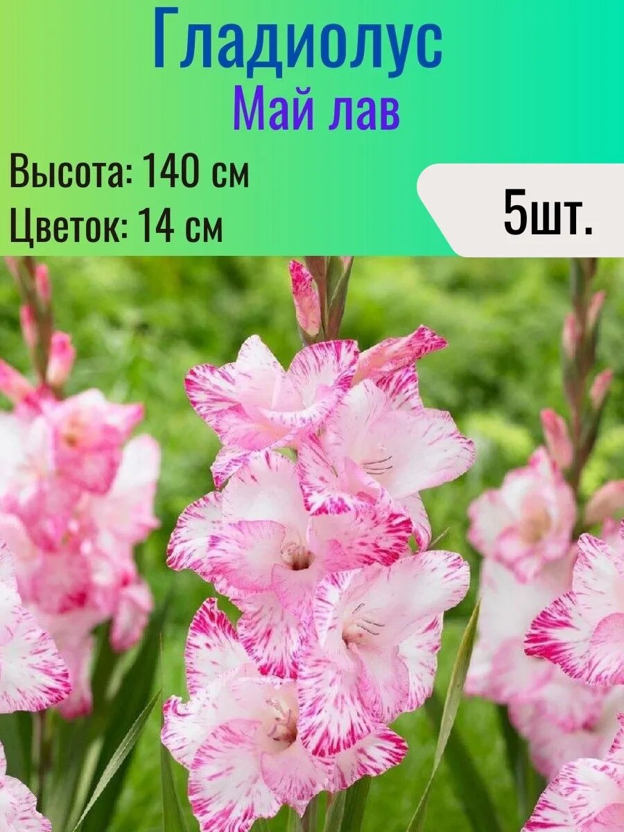 Гладиолусы многолетние луковицы 5 штук