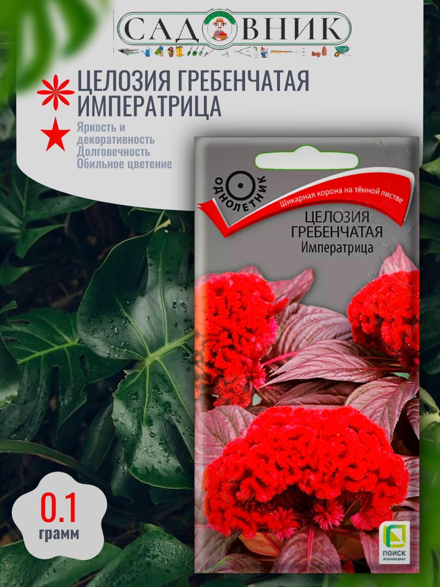 Целозия гребенчатая Императрица 01г / Поиск