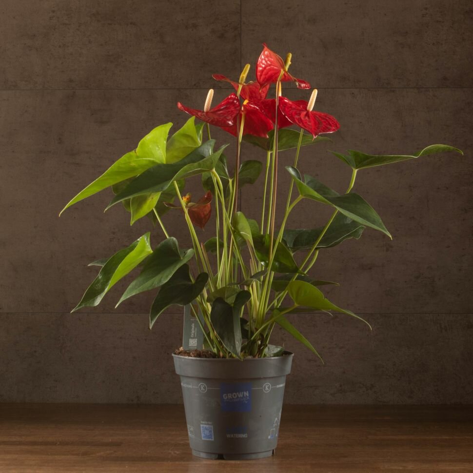 Антуриум Андрианум Дакота красный D17 от LuxuryPlants - продавца горшечных растений из Нидерландов - живое комнатное растение из Нидерландов