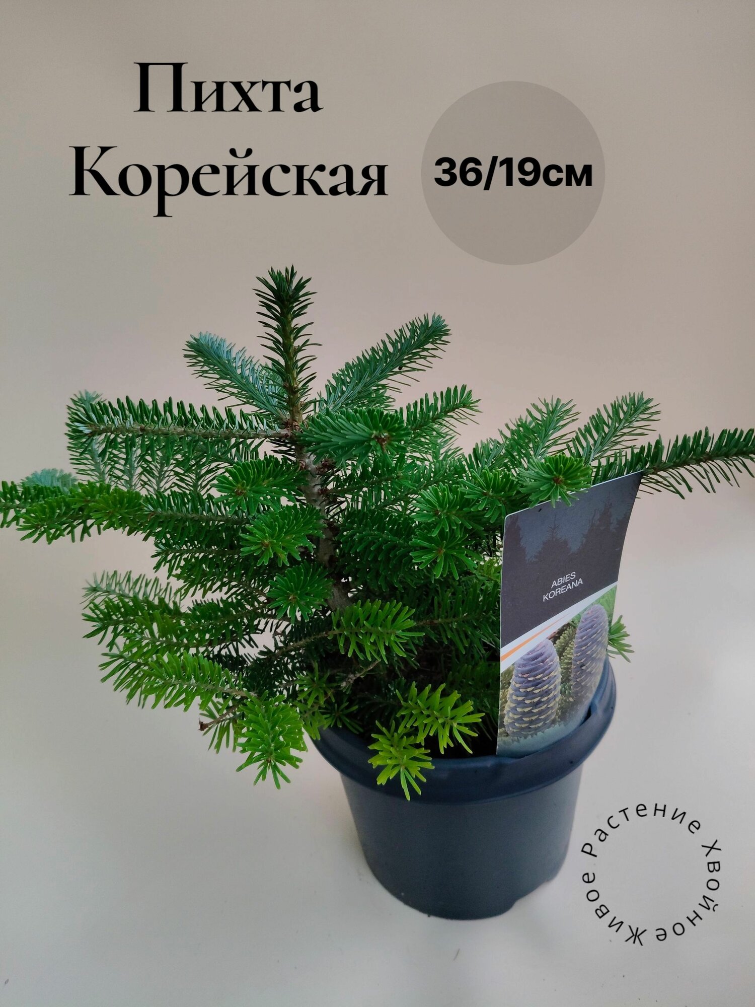 Саженец Пихта Корейская (Abies Koreana), Декоративное хвойное дерево для сада.