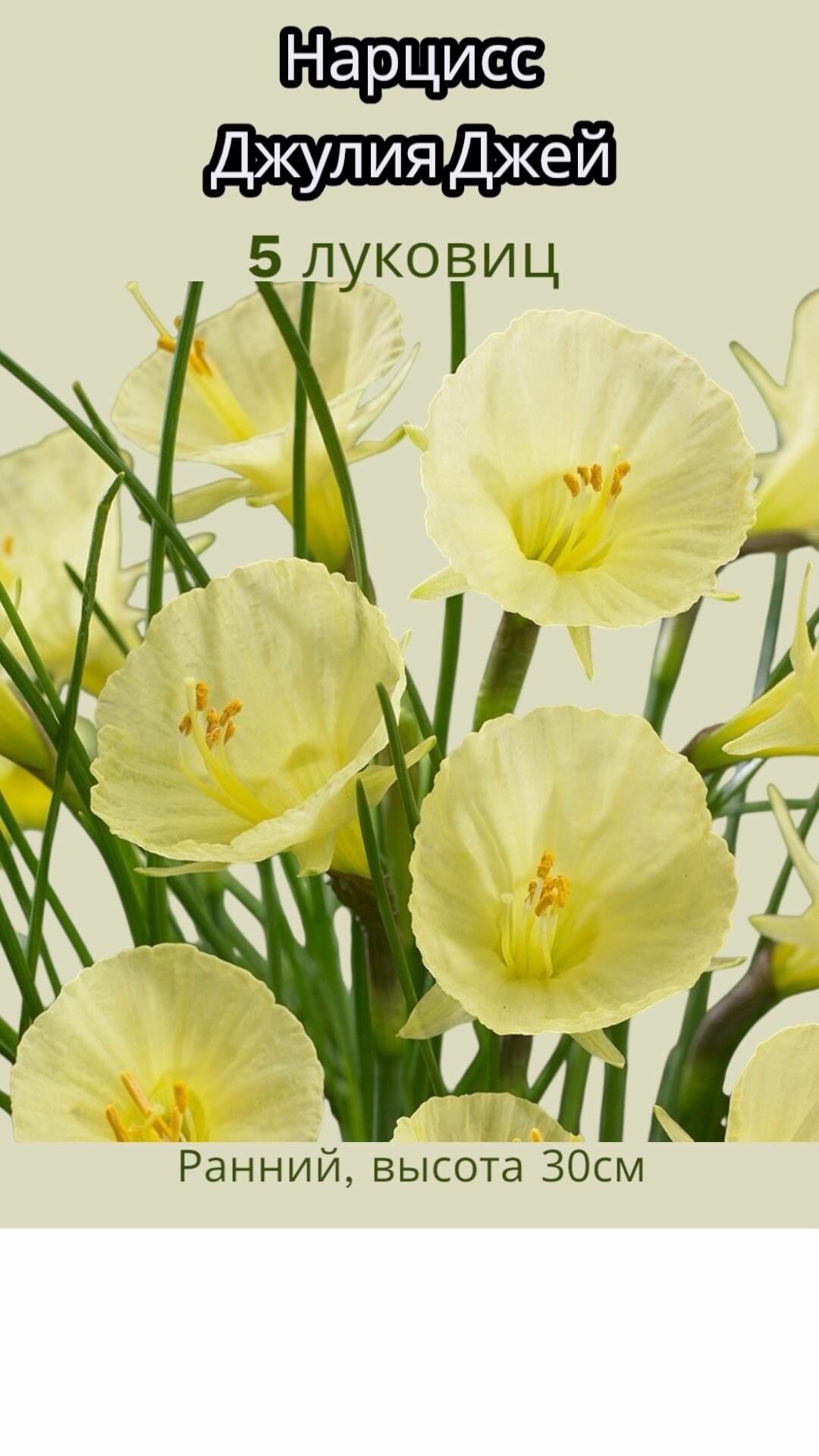 Нарцисс Джудтя Джей 3 луковицы