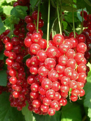 Изображение товара Смородина красная Ровада 2 шт, многолетняя, морозостойкая, 1,5 - 2 года