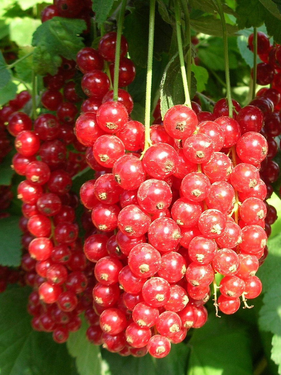 Смородина красная Ровада 2 шт многолетняя морозостойкая 15 - 2 года