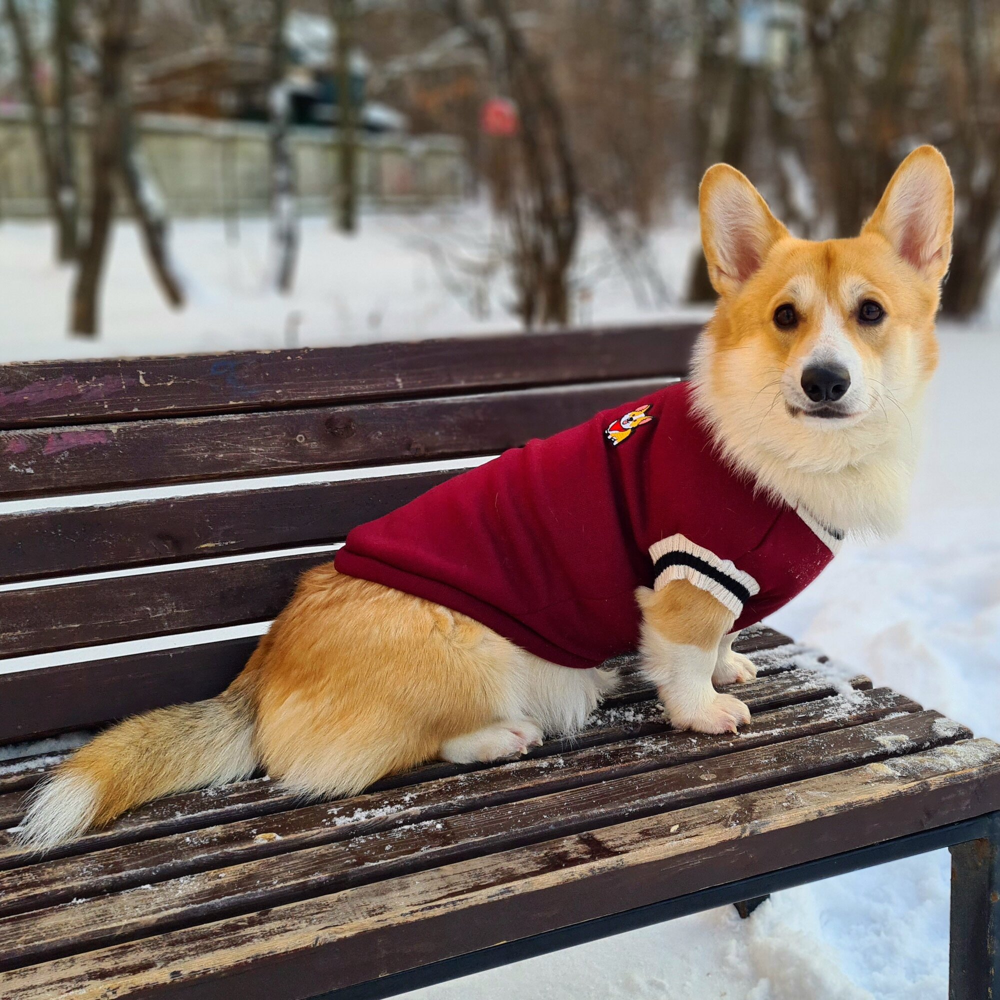 Одежда для собак, свитер корги "Sherlock" размер XL — фото 1
