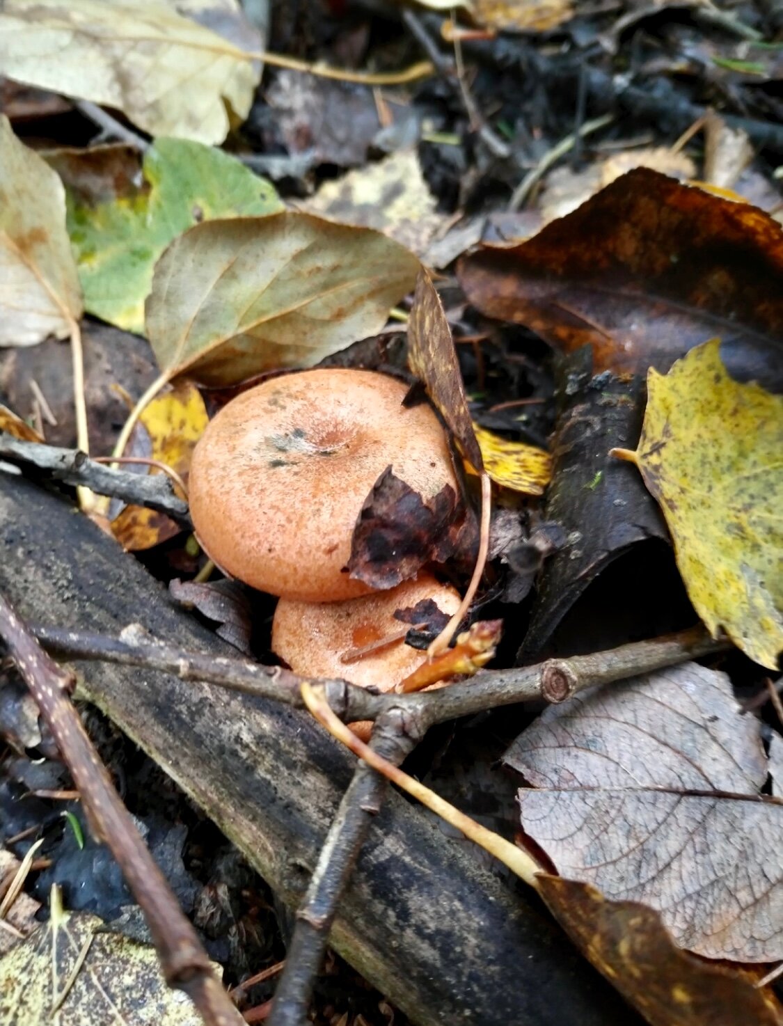 Мицелий гриба рыжик — фото 1