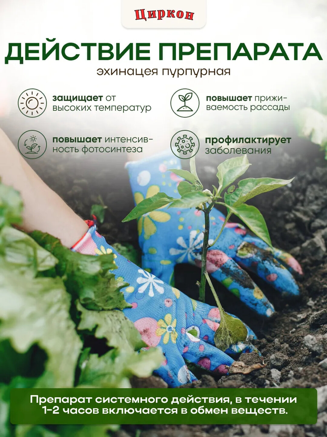 Циркон — биорегулятор роста для ваших растений: надёжная защита, здоровье и сила — фото 1