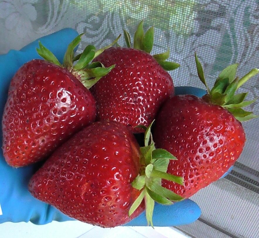 Клубника 
